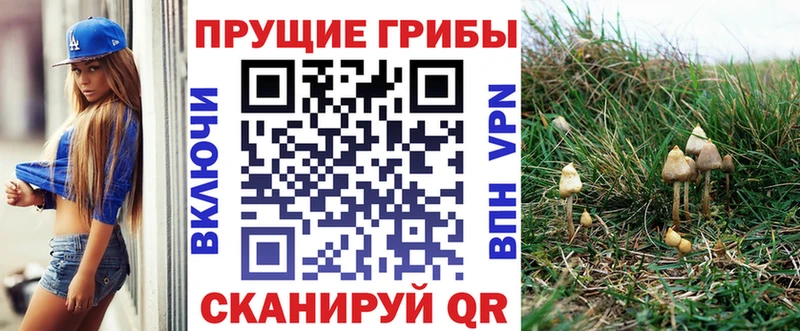 Псилоцибиновые грибы Psilocybe  Купить где  Копейск 