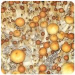 Псилоцибиновые (галлюциногенные)  грибы Psilocybin "Golden Teacher" в Копейске