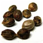 Семена марихуаны АК-47  (Seeds AK-47) в Копейске